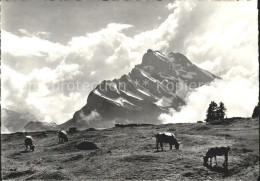 11631499 Braunwald GL Braunwaldalp Mit Ortstock Glarner Alpen Kuehe Braunwald - Altri & Non Classificati