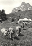 11631396 Braunwald GL Braunwaldalp Mit Ortstock Glarner Alpen Kuehe Braunwald - Altri & Non Classificati