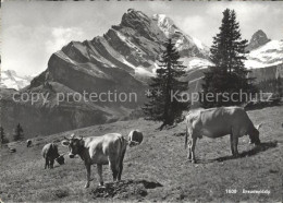 11631391 Braunwald GL Braunwaldalp Almwiese Kuehe Glarner Alpen Braunwald - Andere & Zonder Classificatie