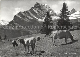 11631391 Braunwald GL Braunwaldalp Almwiese Kuehe Glarner Alpen Braunwald - Sonstige & Ohne Zuordnung