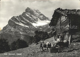 11631386 Braunwald GL Auf Der Alm Kuehe Blick Zum Ortstock Glarner Alpen Braunwa - Altri & Non Classificati