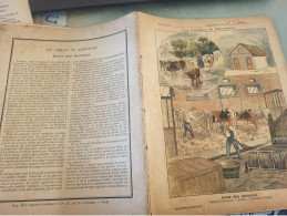 LES ANIMAUX EN AGRICULTURE /VACHES /1903 / - Landbouw