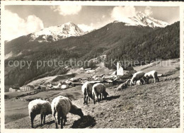 11631094 Alvaneu Dorf Teilansicht Schafherde Alvaneu Dorf - Sonstige & Ohne Zuordnung