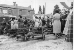 Photographie Photo Vintage Snapshot St Jean Marché Aux Poulets - Orte