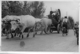 Photographie Photo Vintage Snapshot Attelage Boueufs - Autres & Non Classés