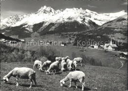 11631037 Affeier Teilansicht Schafherde Alpenpanorama Affeier - Autres & Non Classés