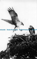 R062502 Ospreys At The Loch Garten Eyrie. Stanley C. Porter - Monde