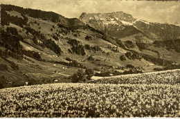 CPSM (Suisse) - Les Narcisses Et Rochers De Naye - Autres & Non Classés