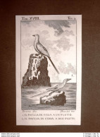 Paglia In Coda A 1 E 2 Fusti Incisione Rame Del 1813 Buffon Uccello Ornitologia - Avant 1900