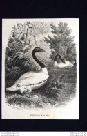 Cigno Dal Collo Nero Incisione Del 1868 - Before 1900