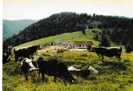 88 - Vosges - Xonrupt-Longemer - Ferme Auberge Du Balveurche - Format 10,3 X 14,7 - La Cigogne - Xonrupt Longemer