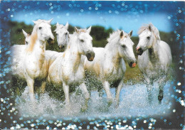 CAMARGUAIS  - Escapade En Bord De Mer - Chevaux