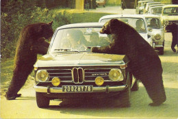 *CPM - 07 - PEAUGRES - SAFARI - Ours En Liberté - BMW 2002 TI - Sonstige & Ohne Zuordnung