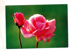 Carte Rose - Blumen