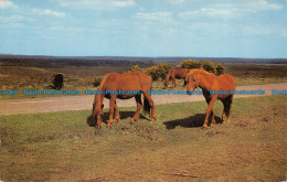 R063161 New Forest Ponies. Salmon - Monde