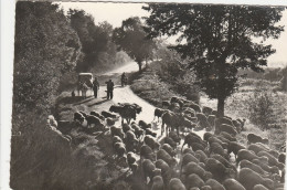 CPSM 04 ? TRANSHUMANCE  TROUPEAU DE MOUTONS EN ROUTE POUR ALPAGES - Autres & Non Classés