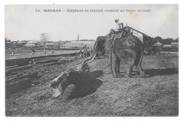 MADRAS - Eléphant Au Travail  Roulant Un Troc De Teck - India