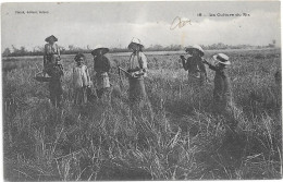 La Culture Du Riz - Vietnam