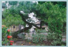 IMPERIAL PALACE - HOANG CUNG (HUE - Viet Nam) - Cay Thong O The Mieu - Le Pin Devant Le The Mieu - Viêt-Nam