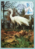 Carte Maximum 1975 - Aigrette Garzette - YT 1820 - 01 Villards Les Dombes - 1970-1979