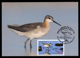 SAINT PIERRE ET MIQUELON (2023) Carte Maximum Card - Phalarope De Wilson, Phalaropus Tricolor, Bird, Oiseaux, Wader - Cartoline Maximum