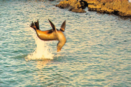 GALAPAGOS EQUATEUR Equator Guayaquil Lions De Mer Sea-lion Otariinés Phoques Otaries (scan R/V) 37 \PC1206 - Ecuador