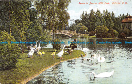 R063222 Swans In Beacon Hill Park. Victoria B. C - Welt