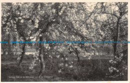 R063266 Spring Time On An Orchard. Vale Of Evesham. Walter Scott. No Aa 406. RP - Welt