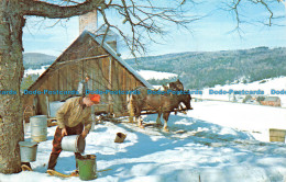 R063974 Maple Sugar Time In Vermont. 1976 - Monde