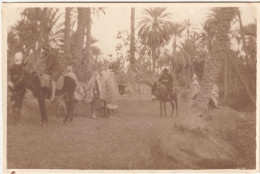 Photo Albuminée  Format CP  Tozeur  (Tunisie)  A Dos D'âne Dans L'Oasis   En 1927 - Africa