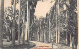 Sri Lanka - KANDY - Cabbage Palms, Feredeniya Gardens - Publ. Plâté & Co.  - Sri Lanka (Ceylon)