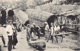 Sri Lanka - Branding Cattle - Publ. The Colombo Apothecaries 5 77 - Sri Lanka (Ceilán)