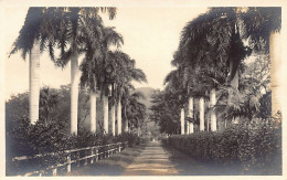 Hawaii - HONOLULU - Palm Avenue - REAL PHOTO - Publ. Unknown  - Honolulu