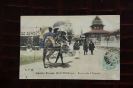 13 - MARSEILLE : Exposition Coloniale 1906 , Promenade à Chameaux. - Kolonialausstellungen 1906 - 1922