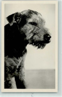 39282408 - Welsh Terrier - Hunde