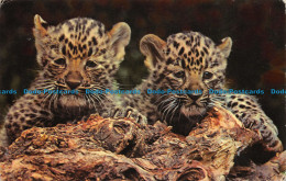 R064616 Chinese Leopard Cubs. M. Lyster - World