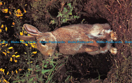 R064618 Rabbit. Photo Precision - World