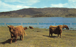 R064619 Highland Cattle By The Loch Side - World