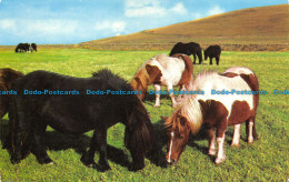 R064620 Shetland Ponies. Photo Precision - World