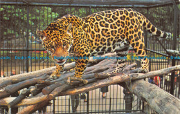 R064621 Jaguar. M. Lyster - World