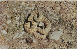 116 - The Rattle Snake - Common To A Large Part Of The United States - Sonstige & Ohne Zuordnung