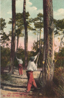 COTE D'ARGENT, AQUITAINE, SCRAPING PINE TREES, FRANCE, POSTCARD - Aquitaine