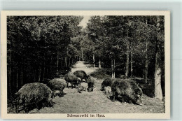 39281608 - Frischlinge Schwarzwald - Pigs