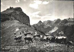 11628163 Hoher Kasten Mit Staubern Kreuzberge Altmann Saentis Kuehe Hoher Kasten - Altri & Non Classificati