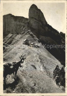 11627789 Alpstein Berggasthof Staubern Steinbock Ziege Alpstein - Andere & Zonder Classificatie