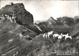 11627767 Hoher Kasten Mit Staubern Krezberge Mutschen Ziegen Hoher Kasten - Other & Unclassified