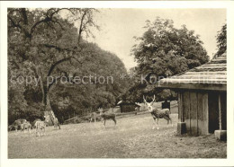 11627613 Zofingen Hirschpark Zofingen - Autres & Non Classés