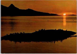 Midnight Sun. -  Le Soleil De Minuit. - Norwegen