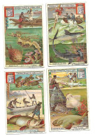 S 744, Liebig 6 Cards, Poissons De Mer  (ref B19) - Liebig
