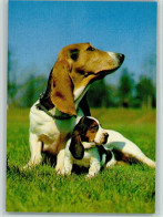 40139408 - Hunde Basset Mit Welpe - Chiens